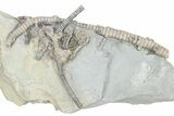 Fossil Crinoid (Onychocrinus) - Monroe County, Indiana #232143-1